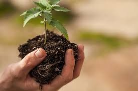Marijuana Plant