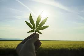 Cannabis Leaf