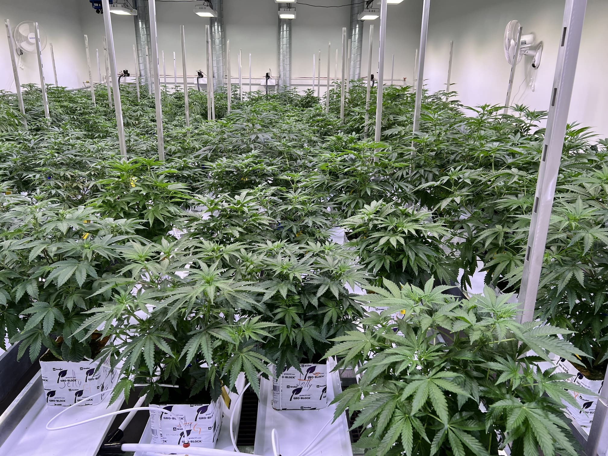 Cannabis grow room