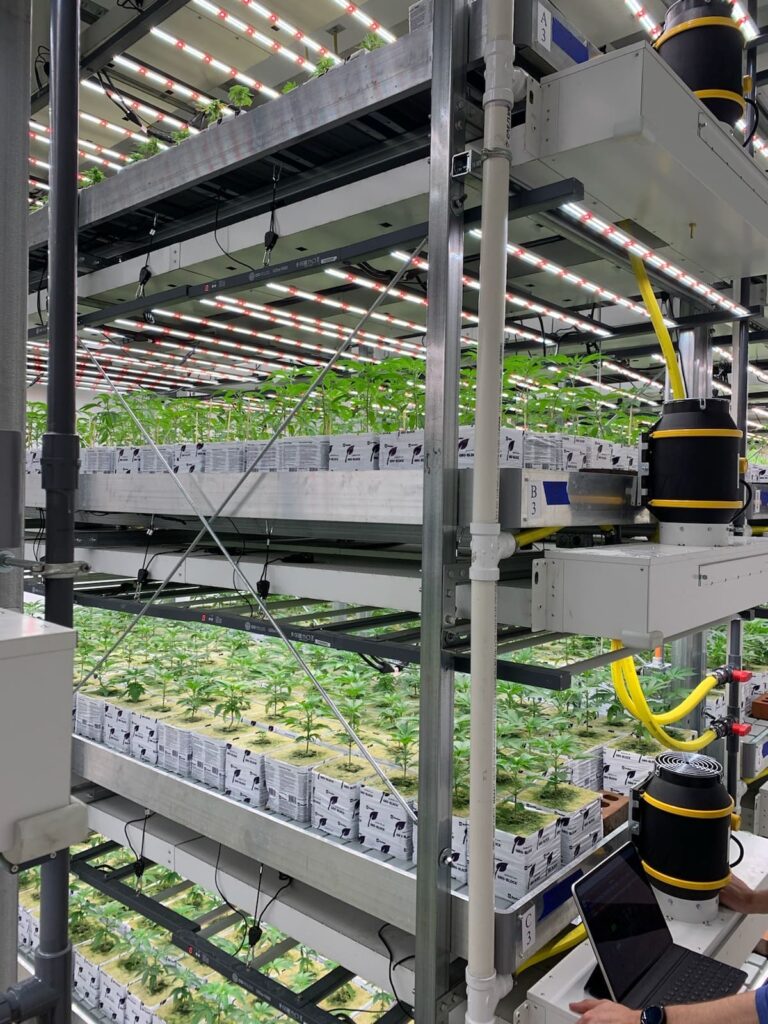 industrial cannabis being grown on shelves